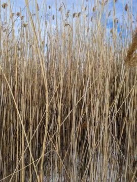 Dense Full Frame View of Tall Dry Common Reed Phragmites Stalks in Winter Sno Stock Photos