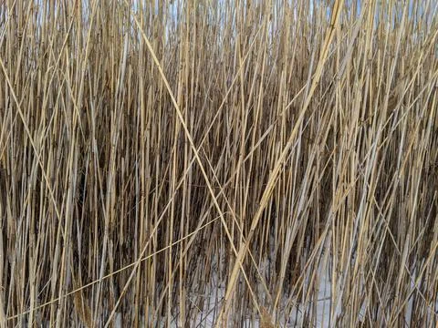 Dense Full Frame View of Tall Dry Common Reed Phragmites Stalks in Winter Sno Stock Photos