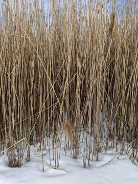 Dense Full Frame View of Tall Dry Common Reed Phragmites Stalks in Winter Sno Stock Photos