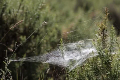 Dense Funnel Web Built on Undergrowth Bushes in the Mediterranean Forest Foto stock