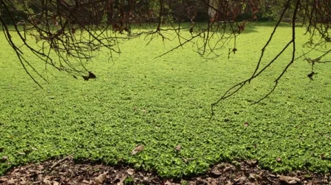 Dense Garden Tilt Up and Down. Stock-Footage 55549926
