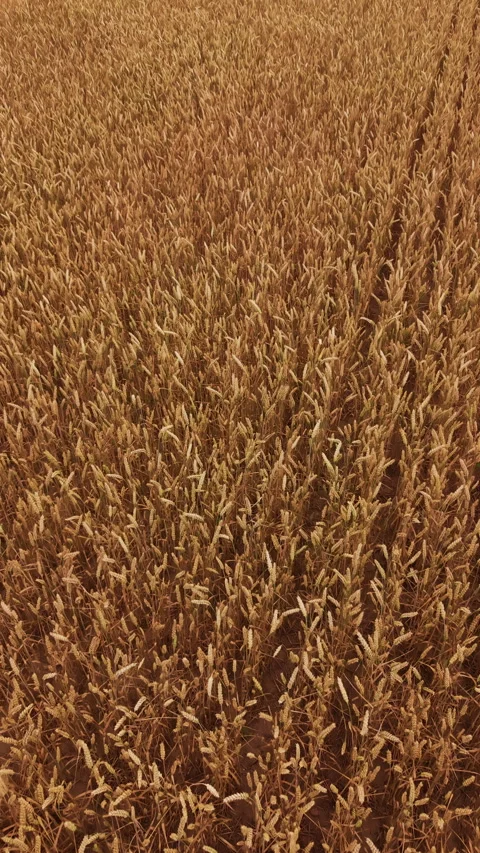 Dense golden wheat field with ripe grain heads filling frame in warm late summer Stock Footage 344659517