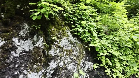 Dense Grass and Plants by a Rock Stock Footage 321951853