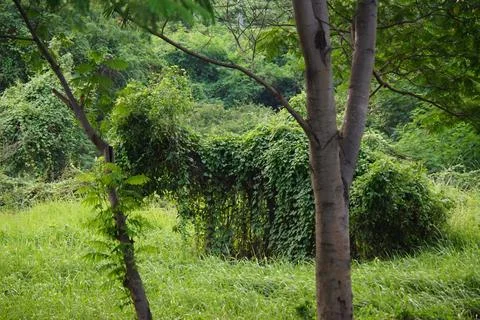 The dense grass enveloped the statue Stock Photos
