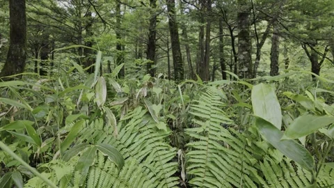 Dense Grass in the Forest Stock Footage 330928714