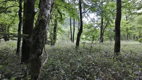 Dense Grass in Quiet Woods Stock Footage 331239234