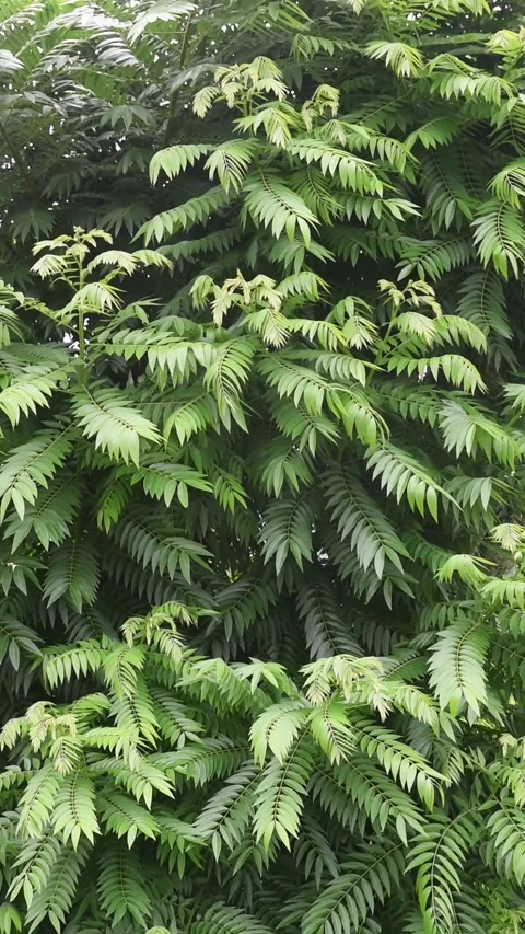 Dense green ailanthus altissima tree leaves Stock Footage 345985381