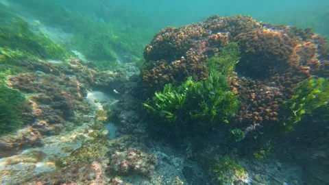 Dense green algae and brown coral grow over rocky reef in clear shallow Pacific Stock Footage 325381750