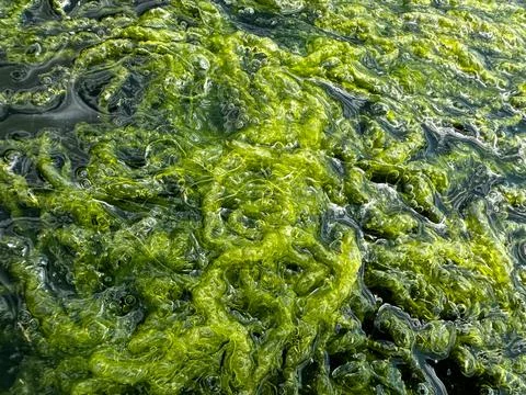 Dense green algae on the surface of the lake Stock Photos