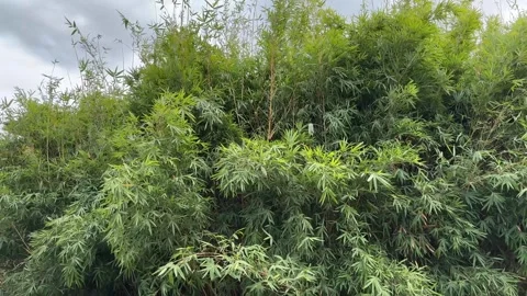 Dense green bamboo forest canopy in natural setting Vídeos de archivo 334898511