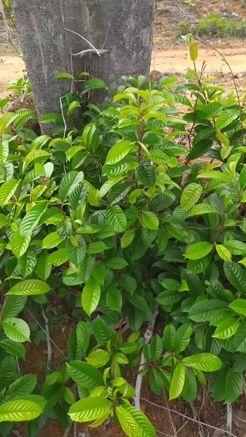 Dense Green Bush and Tree Trunk - Tropical Foliage Vertical B-Roll Stock Footage 336654040