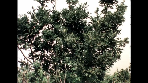 Dense Green Bushes Stock Footage 278240559