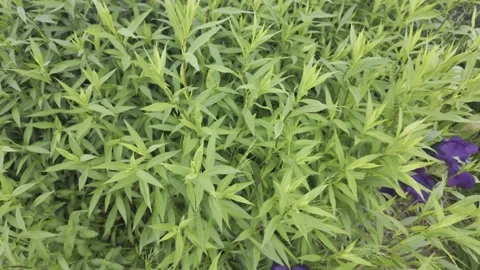 Dense green bushes with narrow pointed leaves grow densely in a garden. Stock Footage 335583749