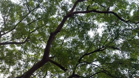 Dense Green Canopy Against Bright Sky 库存影片 335184392