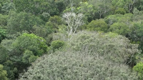 Dense green canopy in brazilian Amazon rainforest. Vast biodiversity and Stock Footage 346108051
