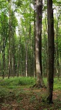 Dense green canopy of Codrii Pascanilor forest, creating a magical atmosphere. Stock Photos