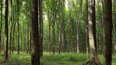 Dense green canopy of Codrii Pascanilor forest, creating a magical atmosphere. Stock Photos