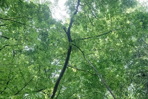 Dense Green Canopy with Diagonal Trunk and Leaf Pattern Stock Photos