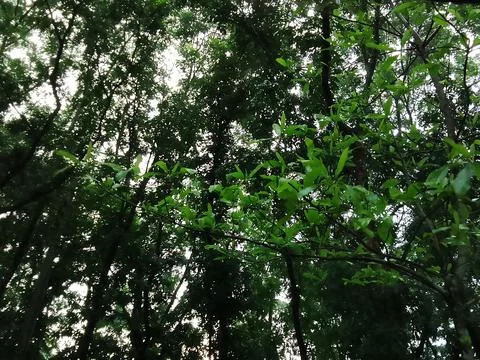 Dense green canopy foliage looking upwards at sky with branches environment Stock-Fotos