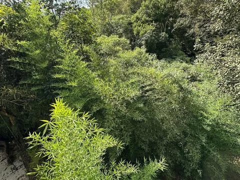 Dense green canopy of the forest Stock Photos