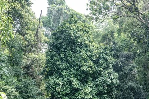 Dense Green Canopy Layer in Tropical Forest Stock Photos