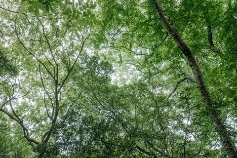 Dense green canopy layers with tall trunk in forest Stock Photos