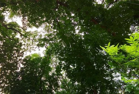 Dense green canopy of lush forest trees viewed from below with branches Stock Photos