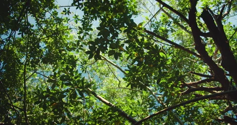 Dense green canopy of mangrove trees with sunlight filtering through tropical Stock Footage 310240807