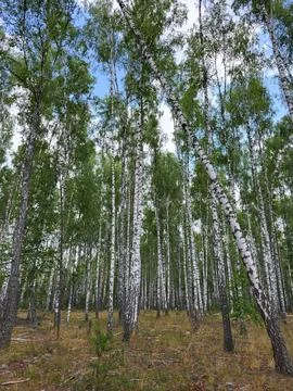 Dense green canopy of summer trees, natural ecological balance Foto stock