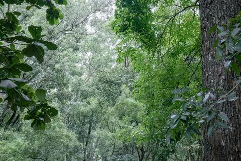 Dense green canopy with tree trunk as a natural frame Stock Photos