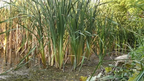 Dense green cattail bushes on marsh shore with trees background Video stock 336911111