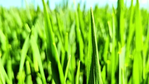 Dense Green Cereal Crops Growing in Summer Agricultural Field Stock Footage 334737007