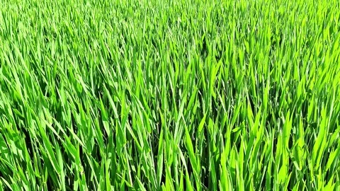 Dense Green Cereal Plants Growing Across Farm Field Stock Footage 334737050