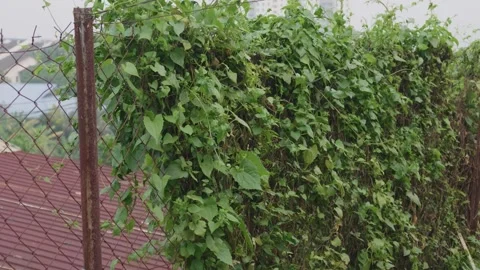 Dense green climbing vines and foliage growing over a weathered chain link fence Stock Footage 345829170