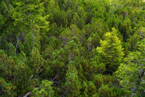 Dense Green Conifer Forest Canopy With Pine And Spruce Trees In Mountain La.. Stock Photos