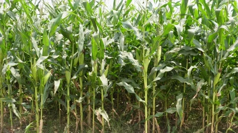 Dense Green Cornfield Stock Footage 333965624