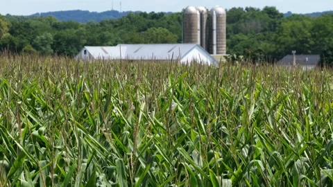 Dense green cornfield stretches toward twin metal grain silos and long white Stock Footage 345266512