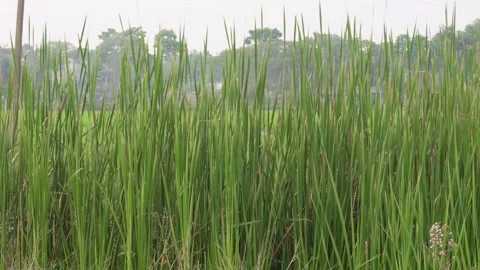 Dense Green Crop 库存影片 333916575