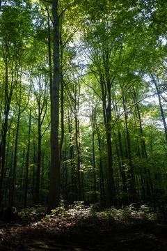 Dense green deciduous forest with tall trees and sunrays piercing through Stock Photos