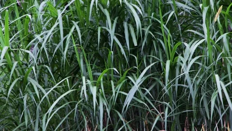 Dense green elephant grass leaves forming natural wild background foliage Stock Footage 344741925