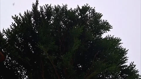 Dense Green Evergreen Tree Branches Against Sky 库存影片 334270290