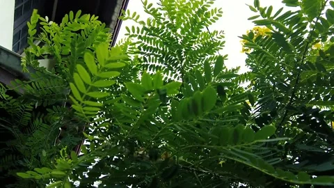 Dense Green Feathery Leaves from a Tree or Shrub Canopy Against Bright Sky Vídeos de archivo 321126008