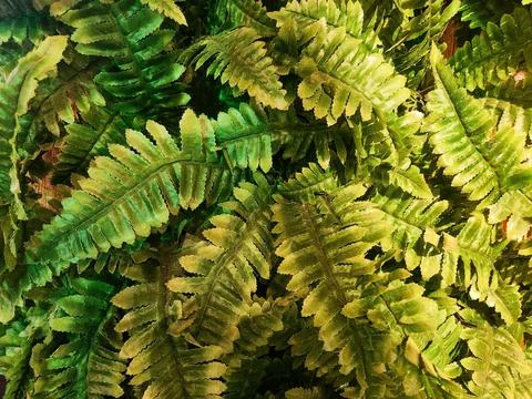 Dense Green Fern Leaf Pattern Stock Photos