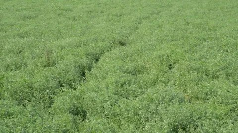 Dense Green Field 스톡 동영상 333897440