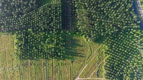 Dense green fields and forests stretch across the terrain Stock Footage 341721117