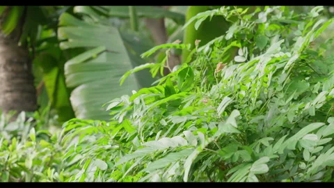 Dense Green Foliage and Leaf Movement in Light Wind Stock Footage 331298582