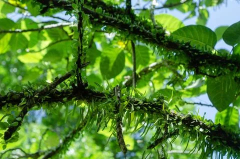 Dense Green Foliage and Tiny Plants Growing on Tree Branches Stock Photos