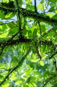 Dense Green Foliage and Tiny Plants Growing on Tree Branches Stock Photos