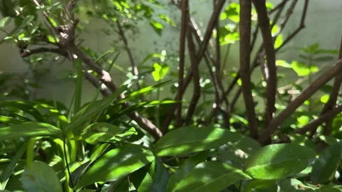 Dense Green Foliage and Tree Branches in Bright Summer Sunlight Stock Footage 339286729