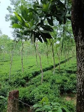 Dense Green Foliage and Trees in Sylhet Tea Estate Stockfoto's